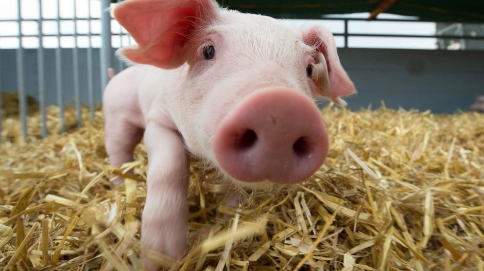 Tierschutz