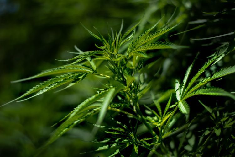  Cannabis regulieren